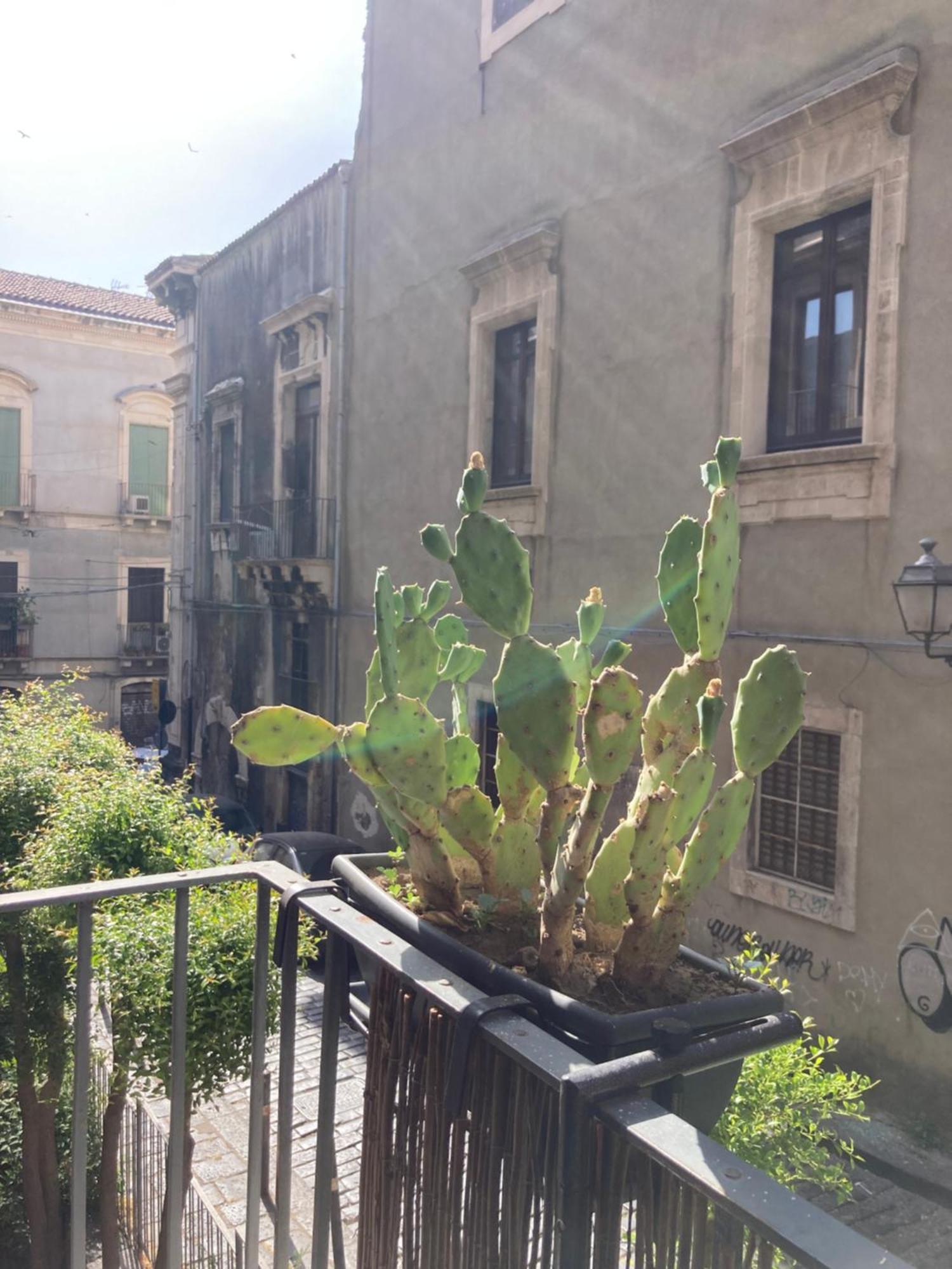 Aita Domus Διαμέρισμα Κατάνια Εξωτερικό φωτογραφία